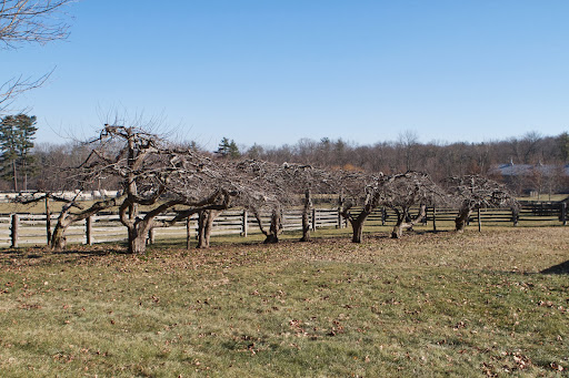 These apple trees have been standing for more than 50 years. They were recently given their annual pruning for better apple production in the spring. I love their form.