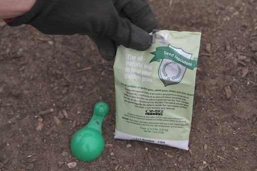 Like other members of the legume family, peas have a symbiotic relationship with Rhizobia bacteria that colonize the roots of the plants and help them fix nitrogen in the soil.