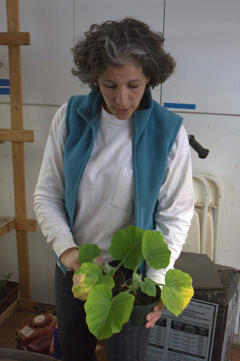 Lisa grew a giant pumpkin last season and has several plants growing from its seeds. Because it was such a huge squash, she wanted to get a head start and plant the seeds early, allowing plenty of time to mature.