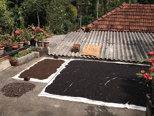 The gentleman who owns the spice garden also lives on the property, and here peppercorns are laid out to dry on his roof. This was also a common sight on flat patches by the roadsides.