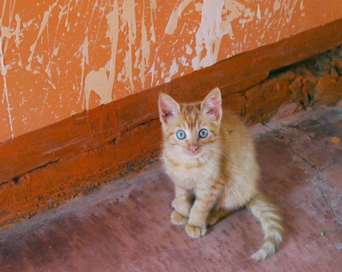 Adorable kitten