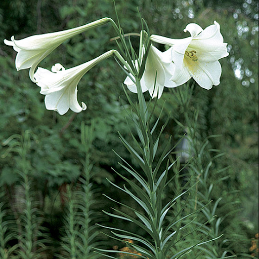 Formosa lilies boom in late August through early October, bearing eight or more 10-inch-long, deliciously scented, pristine-white trumpets upon each stem.