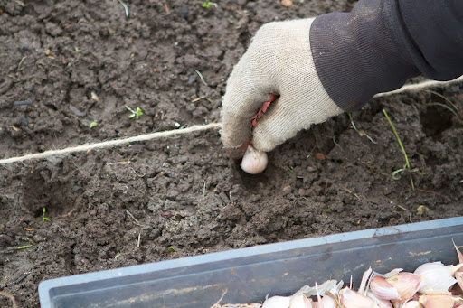 The cloves were placed in their holes in their upright position - root end down and pointed end facing up.