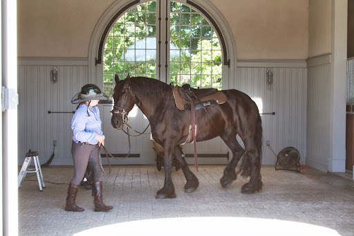 Friesians are known for their black color, their long thick manes and tails, and their wavy feathers on their lower legs.