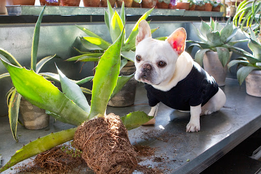 The Frenchies decided to visit Ryan in the greenhouse to learn how to repot agave. Sharkey marveled at how pot-bound the roots were.
http://dailywag.marthastewart.com/2013/01/supervising-ryan-in-the-greenhouse.html