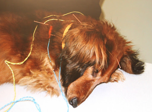 Dr. Joseph has performed acupuncture for more 20 years, primarily on patients with epilepsy and pain-related disorders, such as arthritis and intervertebral disc disease. He sees great results with acupuncture.
