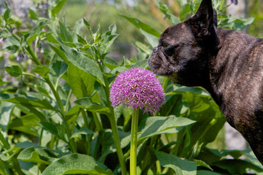 In this Daily Wag the girls set out to find blue and purple blooms around the farm.
http://dailywag.marthastewart.com/2013/05/searching-for-blooms-at-the-farm.html