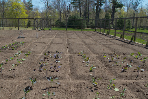These brassicas are growing very nicely and so far, no mole crickets have attacked. We're hoping it stays that way!