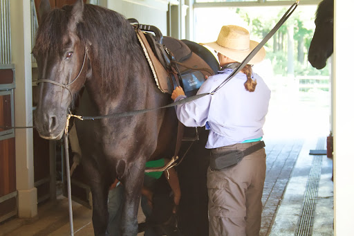 In the Late Middle Ages, heavier, draft type horses were needed and the breed nearly became extinct more than once. The modern day Friesian is quite popular and is used both in harness and for saddle riding.