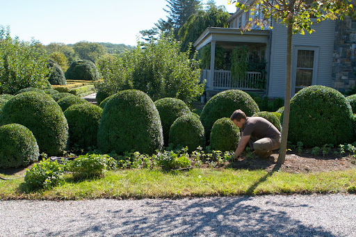 Meanwhile, Ryan was planting more pachysandra along the boxwood border along the side of my house.