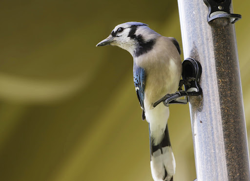 The blue jay is a common, large songbird, known for their intelligence and complex social systems with tight family bonds. Blue jays make a large variety of calls that carry long distances.
