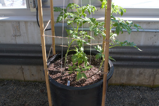 Of the thousands of tomato variety available on the market, only a short list is acceptable for greenhouse production. These types are tolerant of reduced sun exposure that occurs inside a greenhouse. This is Clermon, a type that forms clusters of 4 to 5 fruits.
