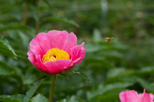 My new honeybees have so much nectar to feed on. Look closely and see all the pollen the bee has collected on its legs.