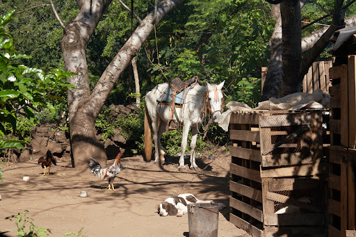 One day we took an excursion to Volcano Telica. This photo was taken in a small village outside the city of Leon where we rented horses for the day.