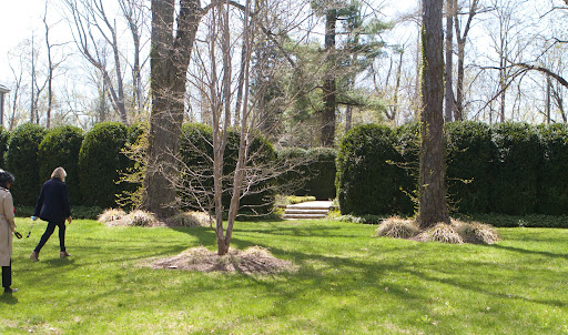 We walked towards the Summer House garden, enclosed by a tall hedge of American boxwood. The boxwood came from George Bridge, who specializes in finding and moving mature specimens.