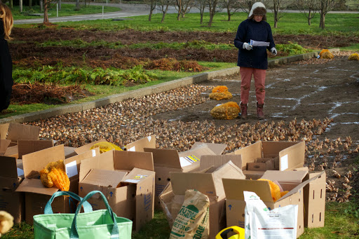 It was the beginning of my search for a method that would allow me to plant lots of bulbs neatly and quickly.