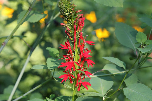 Quite fittingly, this red flowering annual is called cardinal flower, a hummingbird favorite. Native to the Northeast, cardinal flower typically grows in marshy areas. Therefore, make sure it gets plenty of water in your garden.