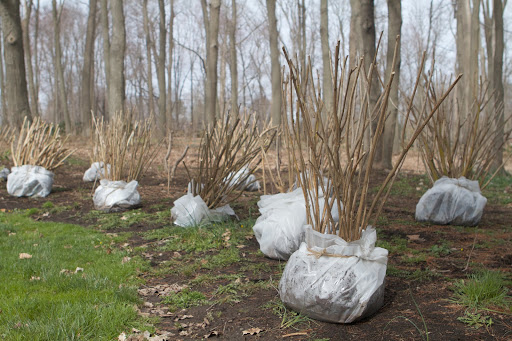 For easy transport, the hydrangeas were pruned down to half their size and bagged with a small amount of dirt left around their roots.