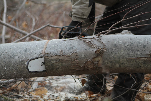 The trunk of the ash was sawed into approximately 8-foot lengths.