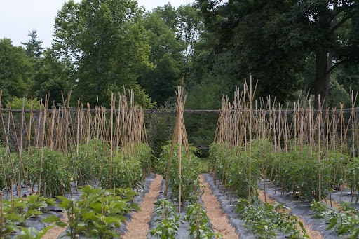 So far, the tomato crop looks good. We grow many kinds, including a fair amount of heirloom varieties.