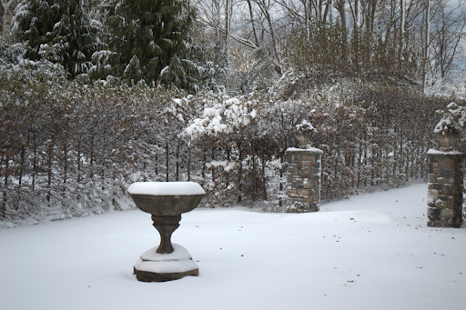 The next morning, I went back outside and took some more photos. This is the courtyard where many of my tropical plants are put on display during warm weather.