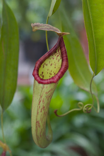 The pitcher is a trap that contains a fluid of the plant's own production, which may be watery or syrupy, and is used to drown the prey. Once the prey crawls in, it rarely escapes.