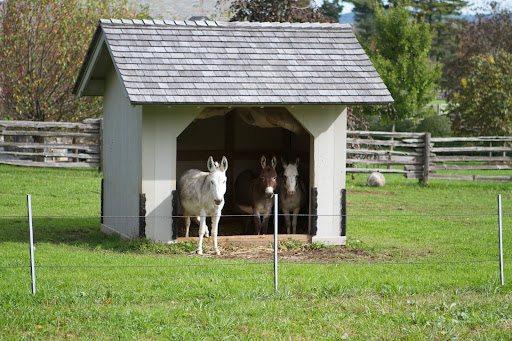 With cooler temperatures, Clive, Rufus, and Billy are spending more time in their little run-in, especially when there's a chilly wind blowing.