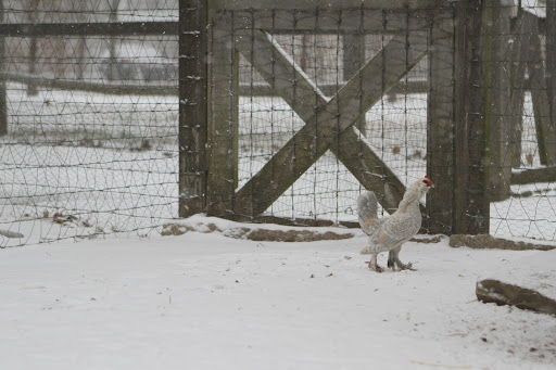This breed of bantam chicken originated from the town of Uccle on the outskirts of Brussels, Belgium. It is frequently referred to as the Mille Fleur in the U.S. and lays cream colored eggs.