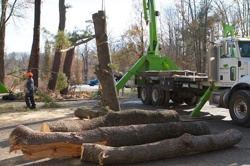 All of these log segments will be taken to the ever growing stack of logs near the compost area. Dominick can saw them into nice pine boards with his saw mill.