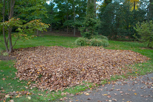 Or when you encounter large piles of leaves