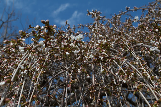The weeping cherry flowers are beginning to open and in a few days, these trees will be a snowy mass of delicate white flowers.