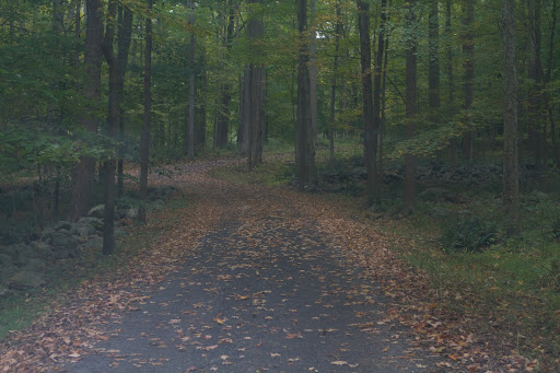 Deep in the woods traveling along a carriage road, a carpet of leaves is forming.