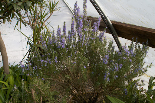 Fragrant rosemary is also blooming away! I should pick some to toss with a fresh salad or bake some rosemary flower biscuits.