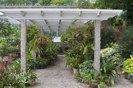 Many kinds of ferns and other shade-loving tropical and semi-tropical plants spend the warm months beneath this pergola.