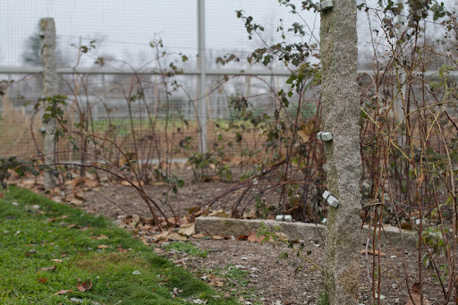 The heavy gauge wires that support the raspberry canes are threaded through drilled holes in the granite posts. Wooden toggles anchor the wires on the end posts.