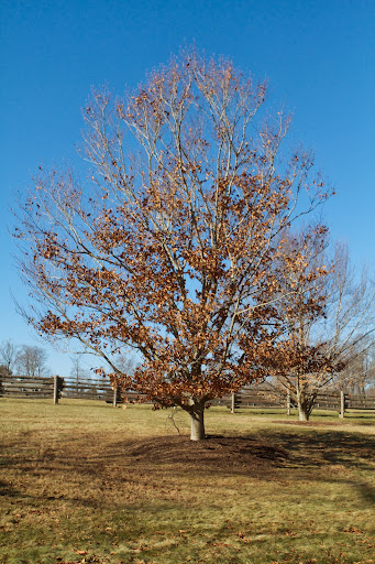 Some trees, like beech and oak, retain their leaves well into the winter. Botanists call this retention of dead plant matter marcescence, and there are differing theories as to why this occurs.