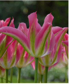 This jaunty beauty has an elegant, almost Lily-like form and exotic coloration. It opens dreamy pale rose with tawny yellow highlights and green flames and matures to a darker purplish-pink with green flames.