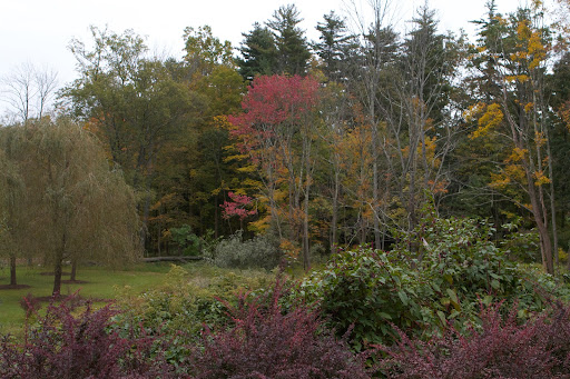 Many trees have already dropped their leaves.