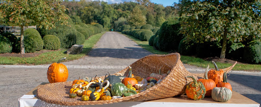 We arranged those pumpkins and gourds in a giant wicker cornucopia that I pull out for special occasions.