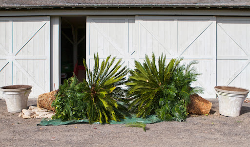All the bushiness around the base of the plants are actually baby cycads, called pups. You can multiply cycads by removing these pups and planting them.