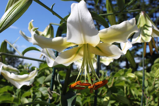 Lilies are characterized by six tepals and large, pronounced stamens.