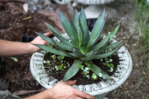 Ryan rooted the dichondra that he planted around this agave. Dichondra has elegant silver foliage and a wonderful trailing habit.