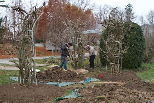 Once they're established on a new pergola, I think the wisteria will look absolutely magnificent here!