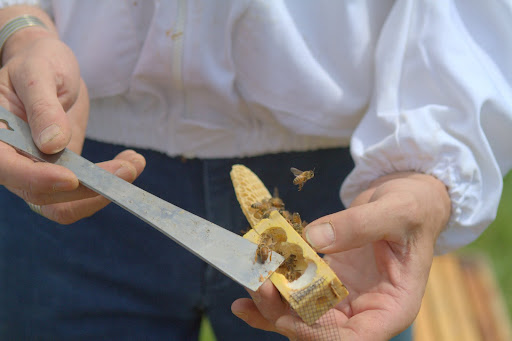 Her death may have been caused by the stress of travel. In any case, D.J. would have to introduce a new queen into the hive using the same method of a queen cage. A hive must have a queen to produce future generations of bees.