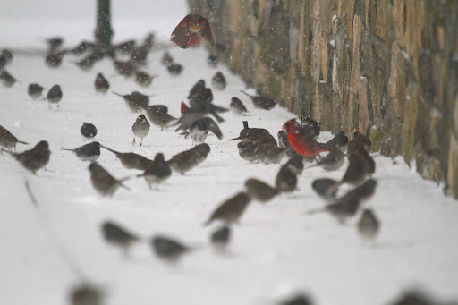 A great shot of a flock of juncos beneath the bird feeders along with two male cardinals and a female cardinal coming in for a landing.