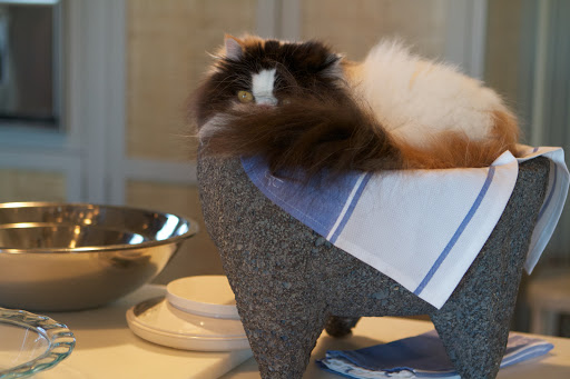 Empress Tang loves this perch and watched my every move.
