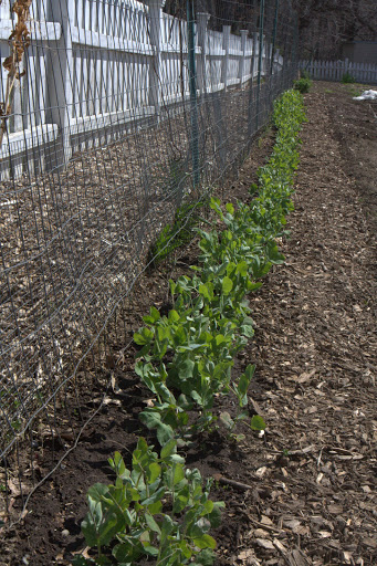 Because it was such a mild winter, Lisa got her first crop of peas in the ground on February 1st! That's more than a month ahead of schedule.