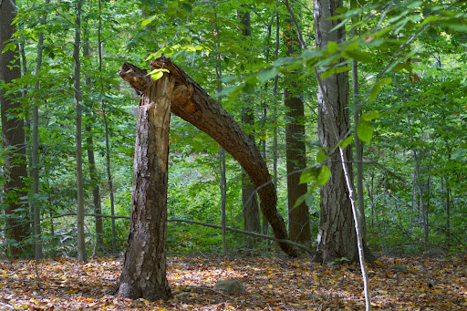 Another victim of Sandy - The crew will work their way to this part of the farm for more clearing.