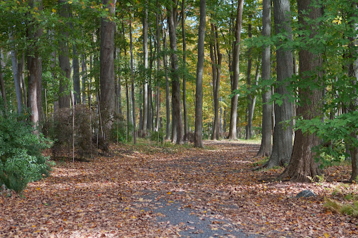 This is the drive through the maple grove. The Japanese maples, which were planted a few years ago, are beginning to assume their more colorful autumn foliage.