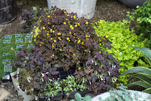 These are the fill-in plants: Pilea glauca, 3 kinds of oxalix - Sunset Velvet, Zinfandel, and Triangularis - and lysimachia